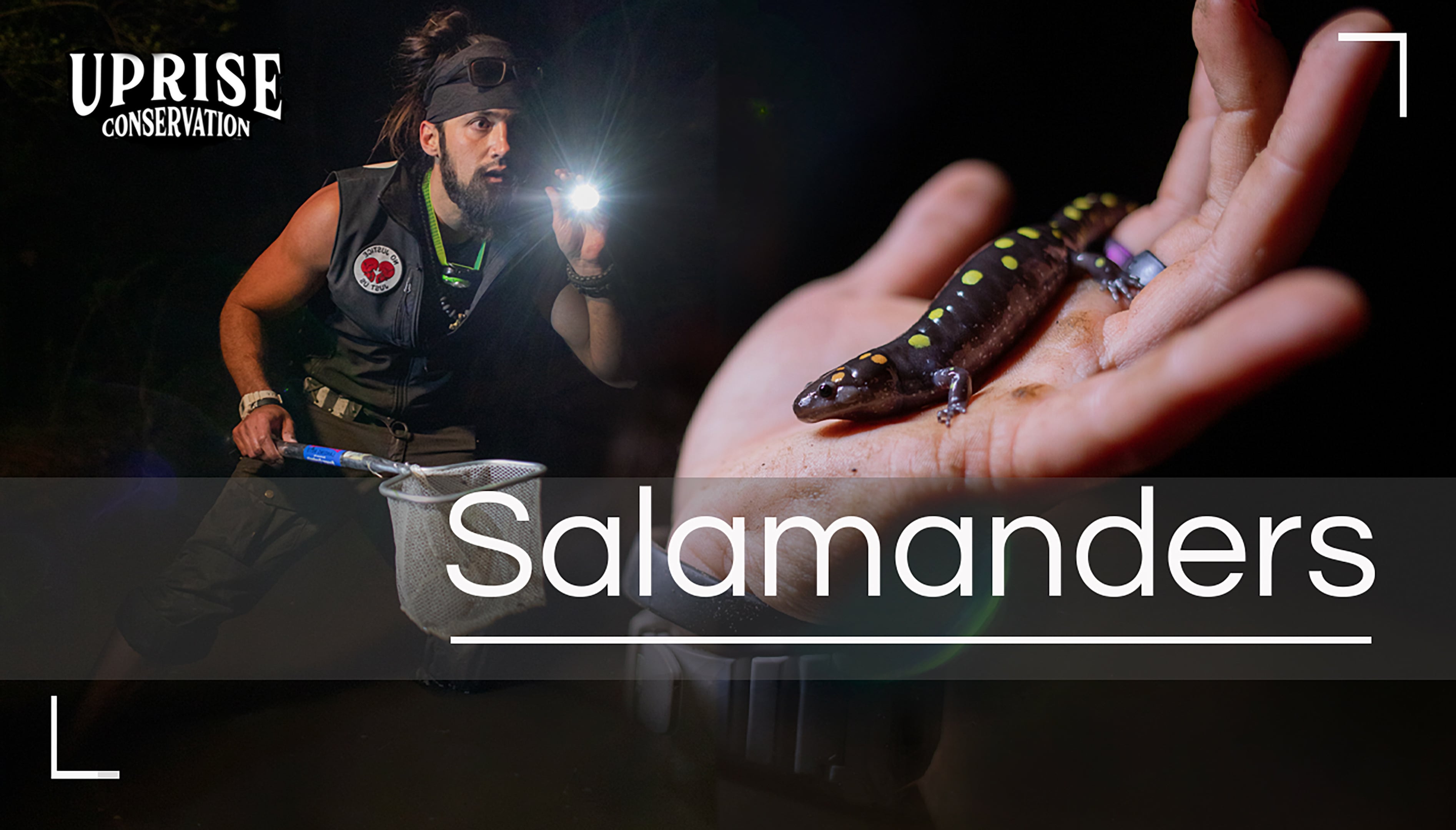Saving Salamanders
