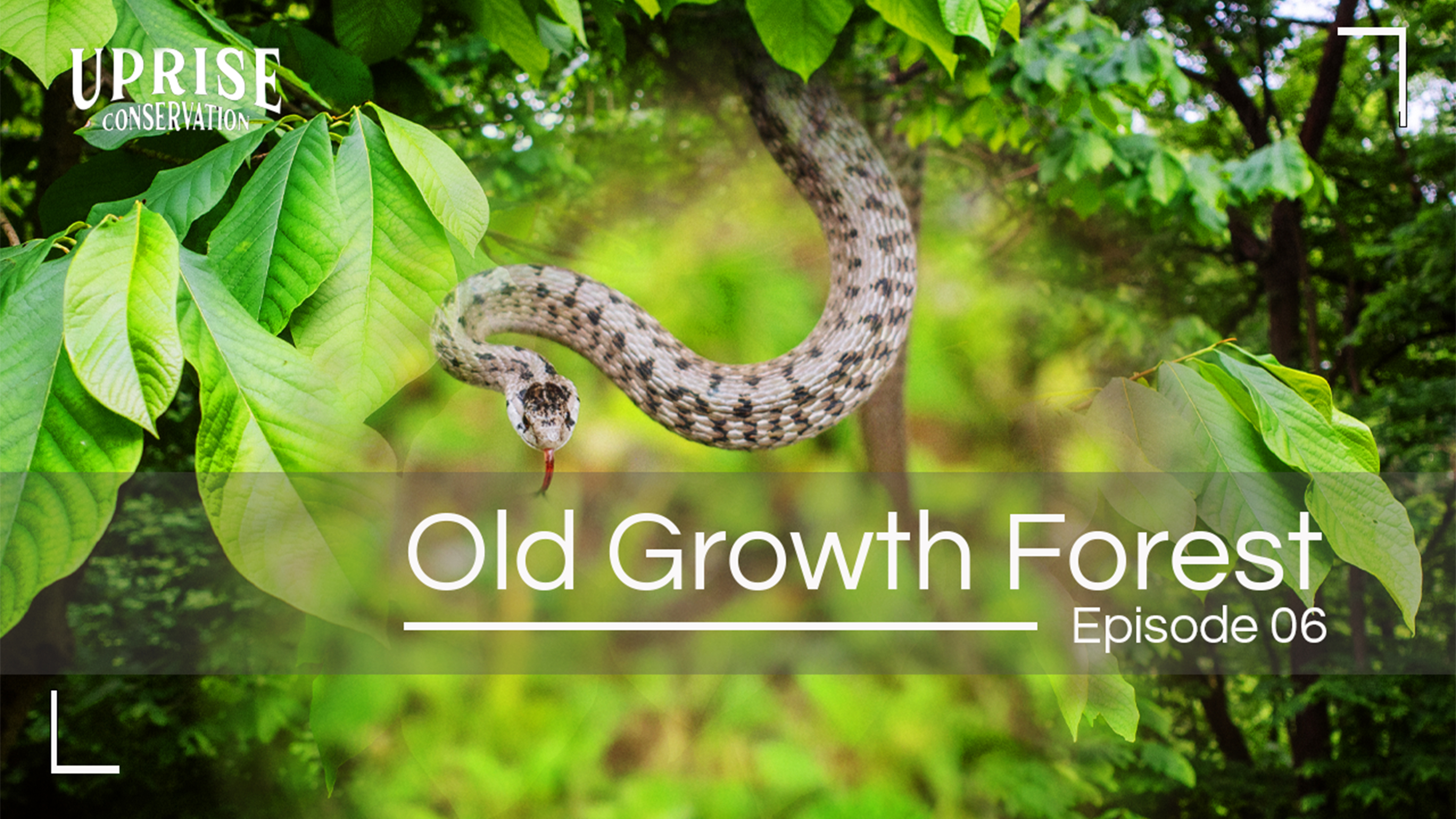 What is an Old Growth Forest?