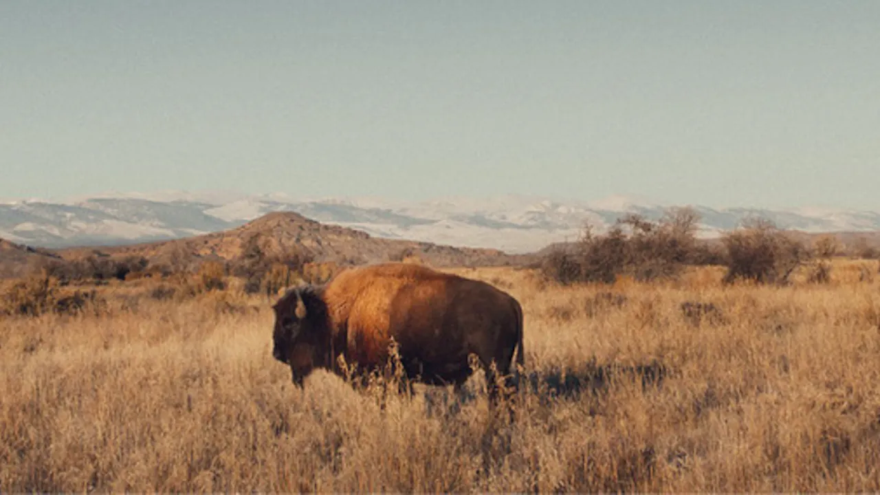 Wallowing Bull - Wallowing Bull - E2AC+