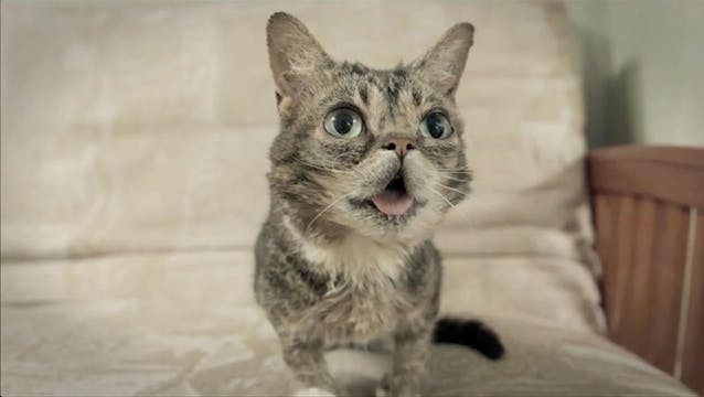 Apocalypse Meow (2016)