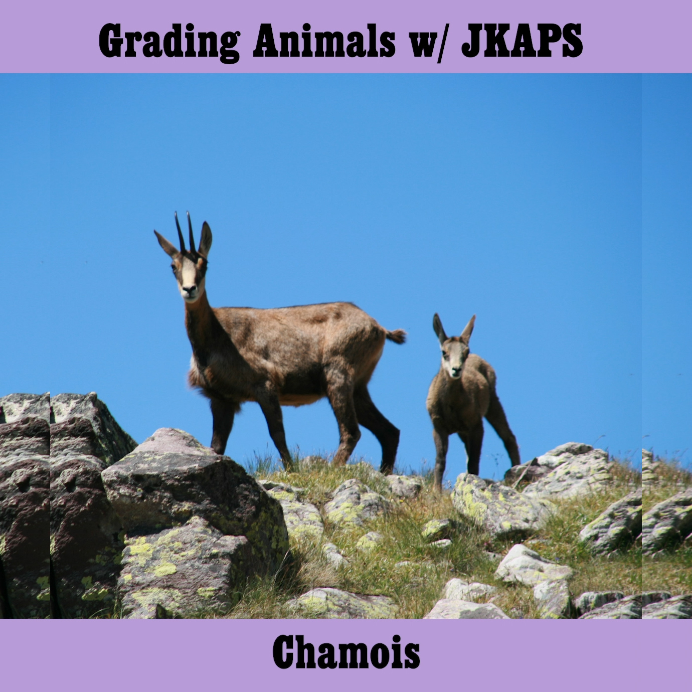 Chamois