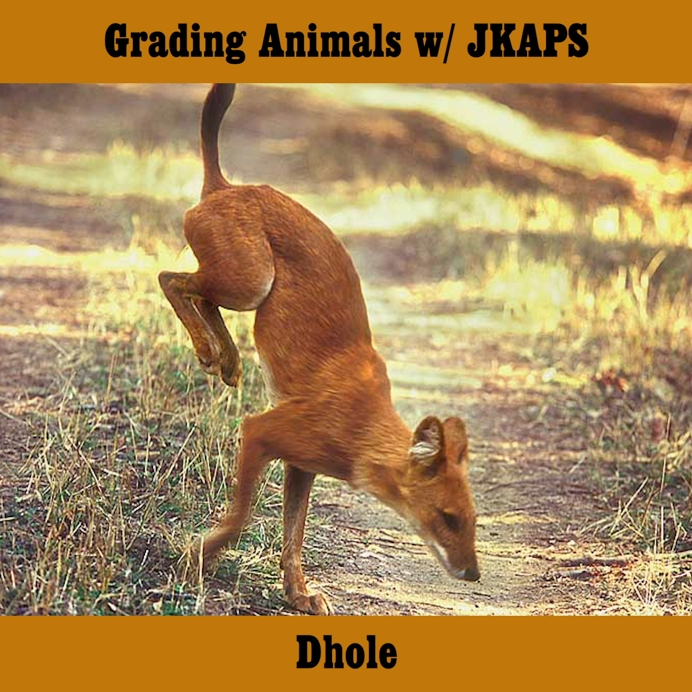 Dhole