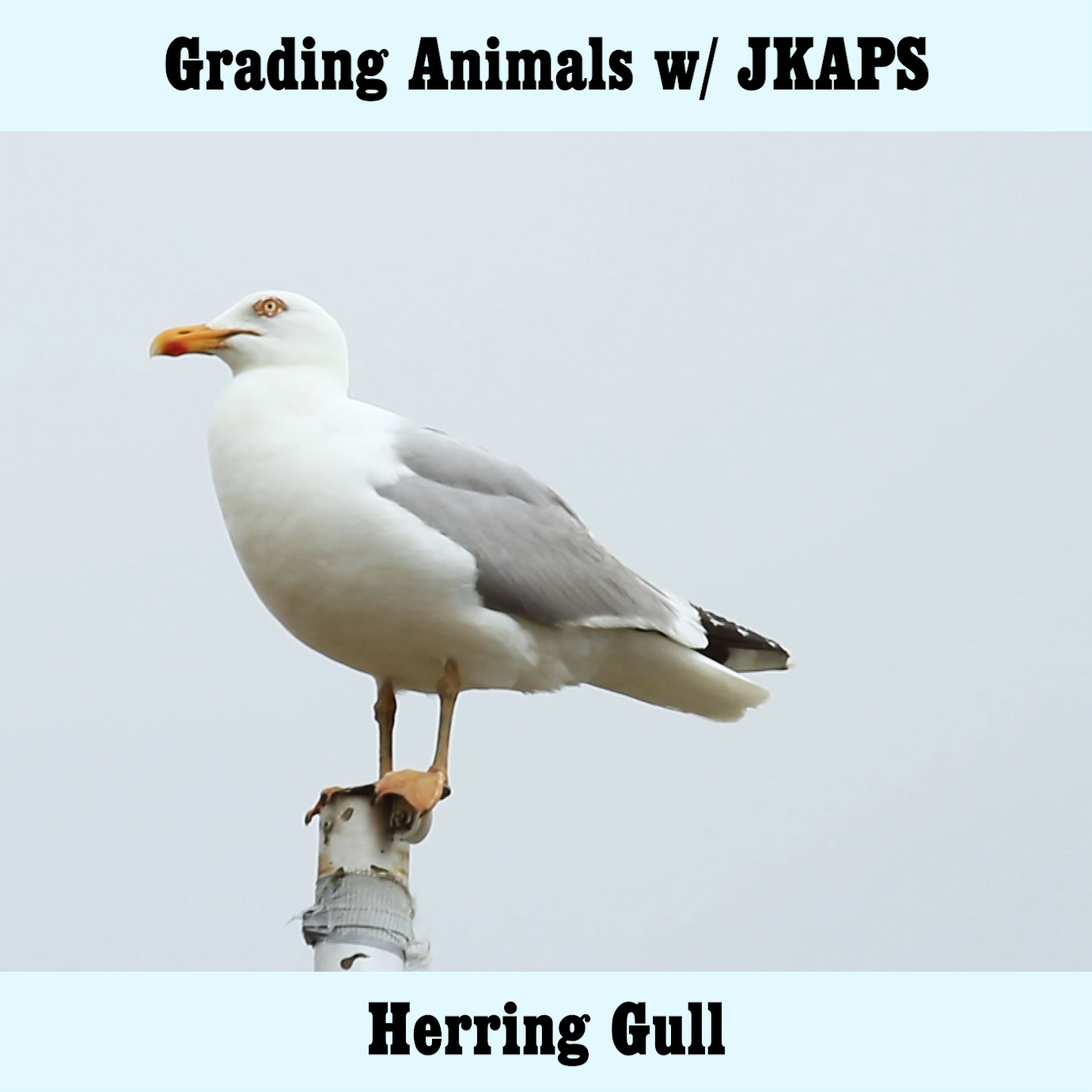 Herring Gull