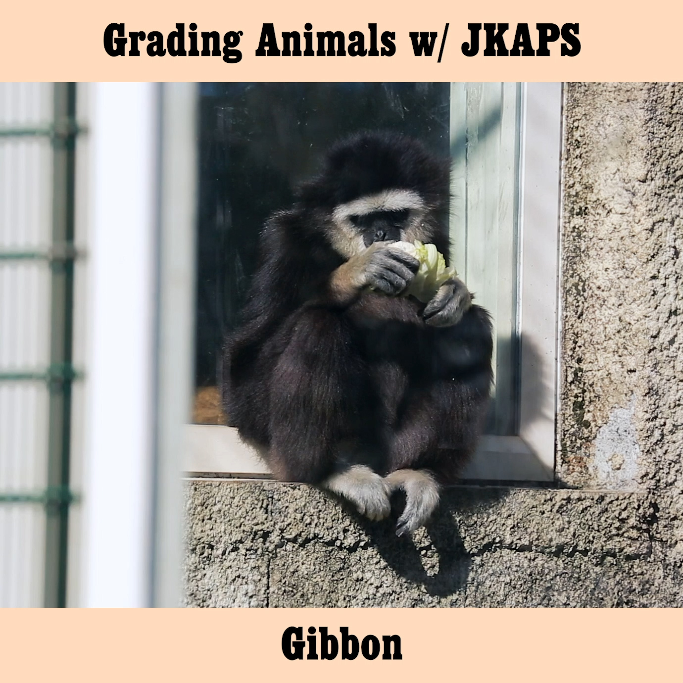 Gibbon