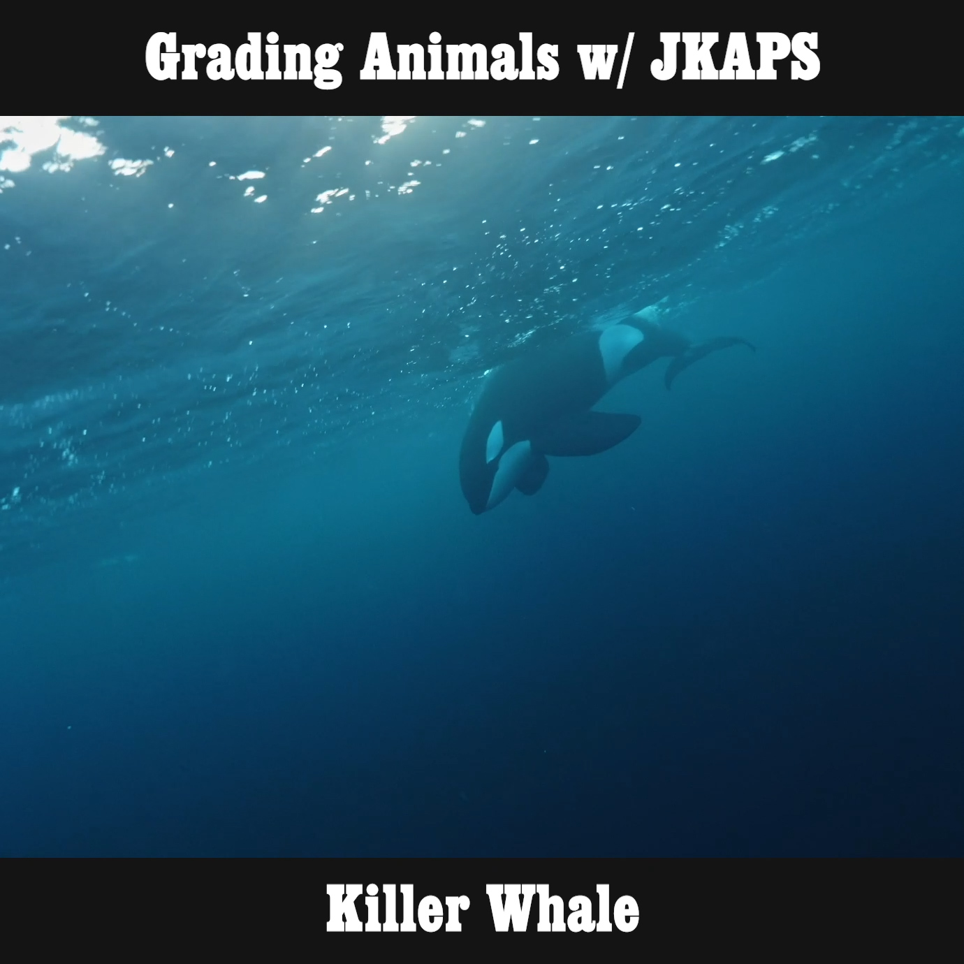 Killer Whale