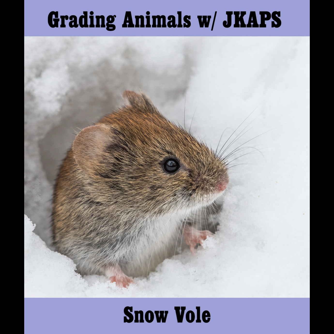 Snow Vole