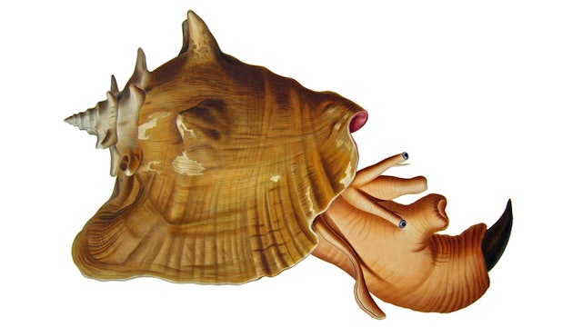 Conch