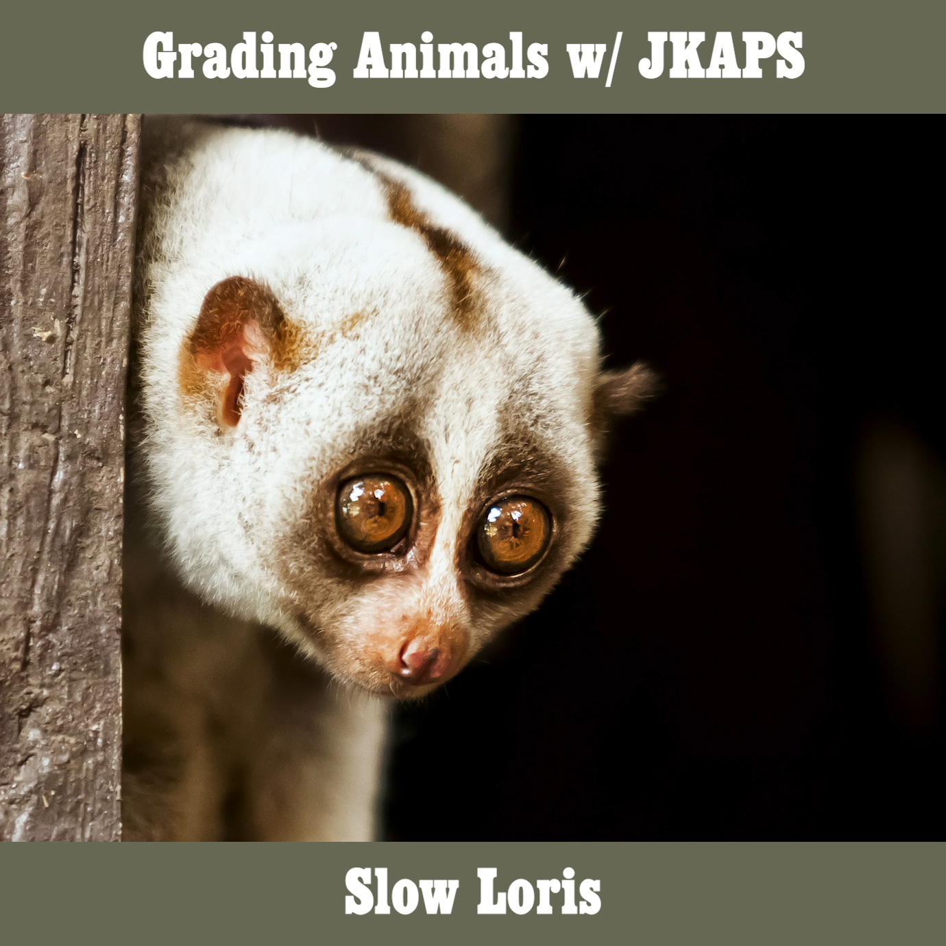 Slow Loris