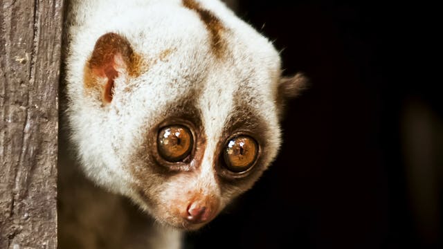 Slow Loris