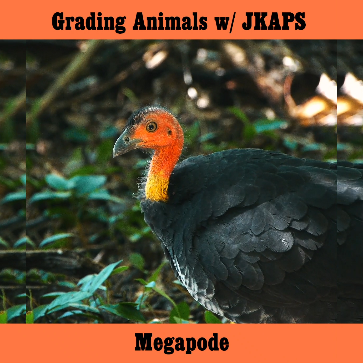 Megapode