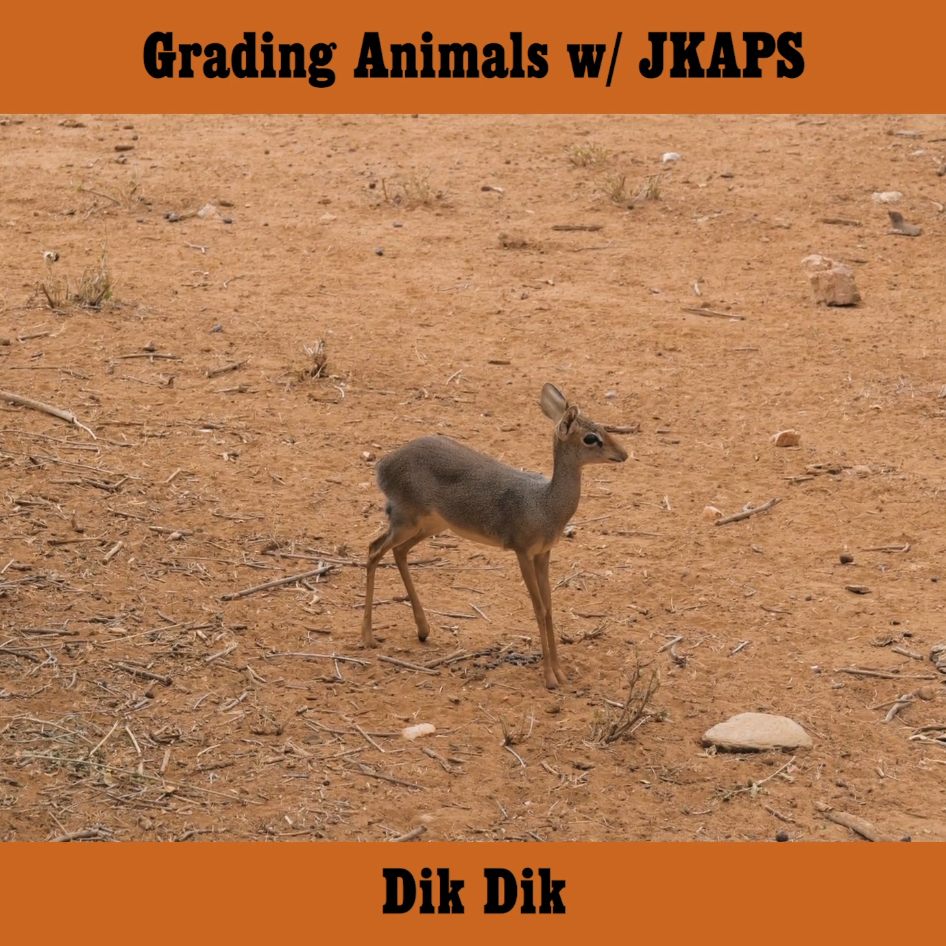 Dik Dik