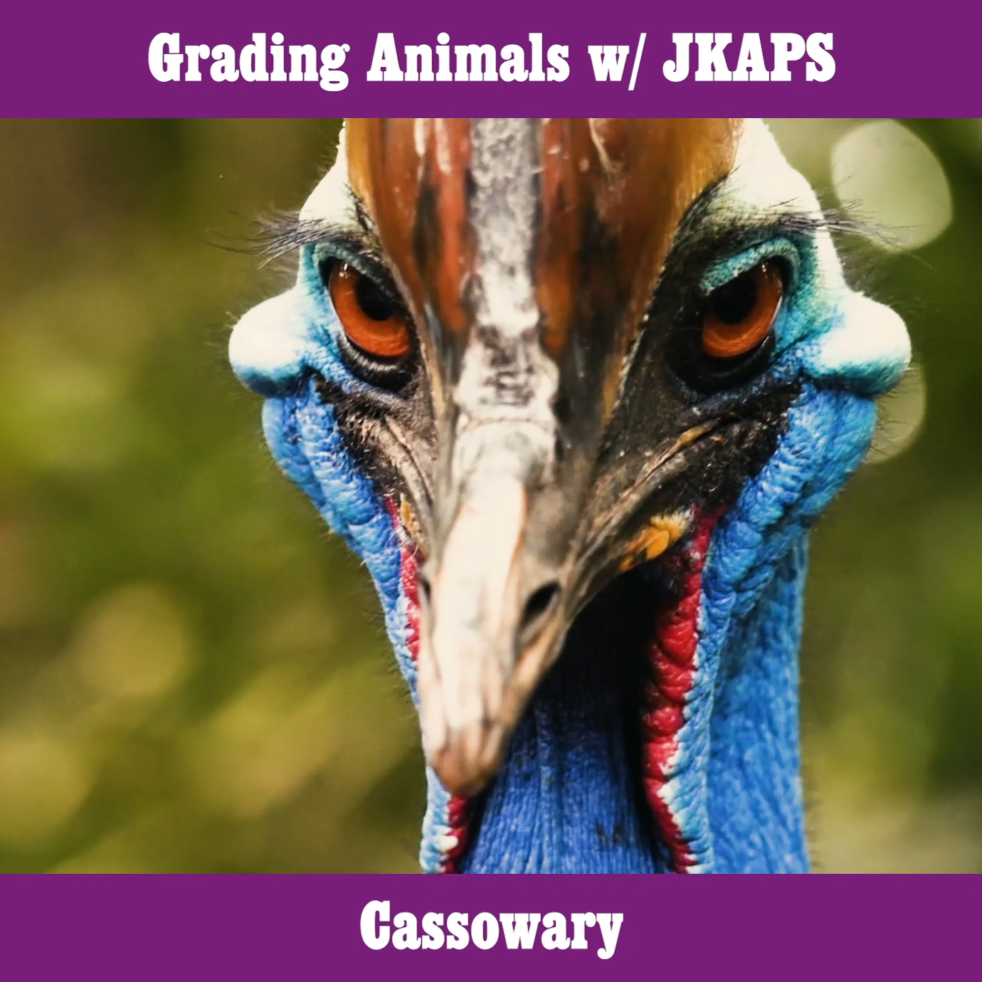 Cassowary