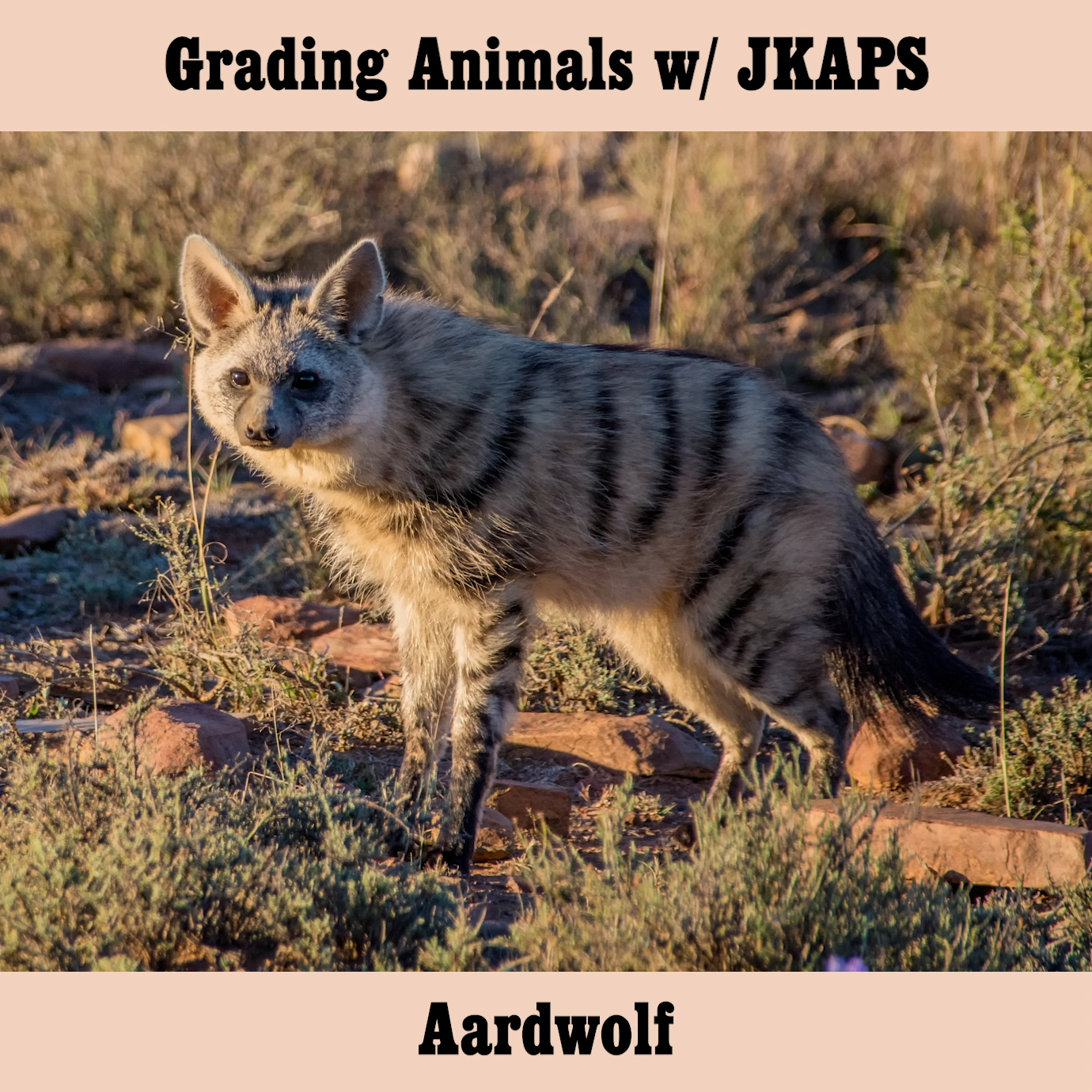 Aardwolf