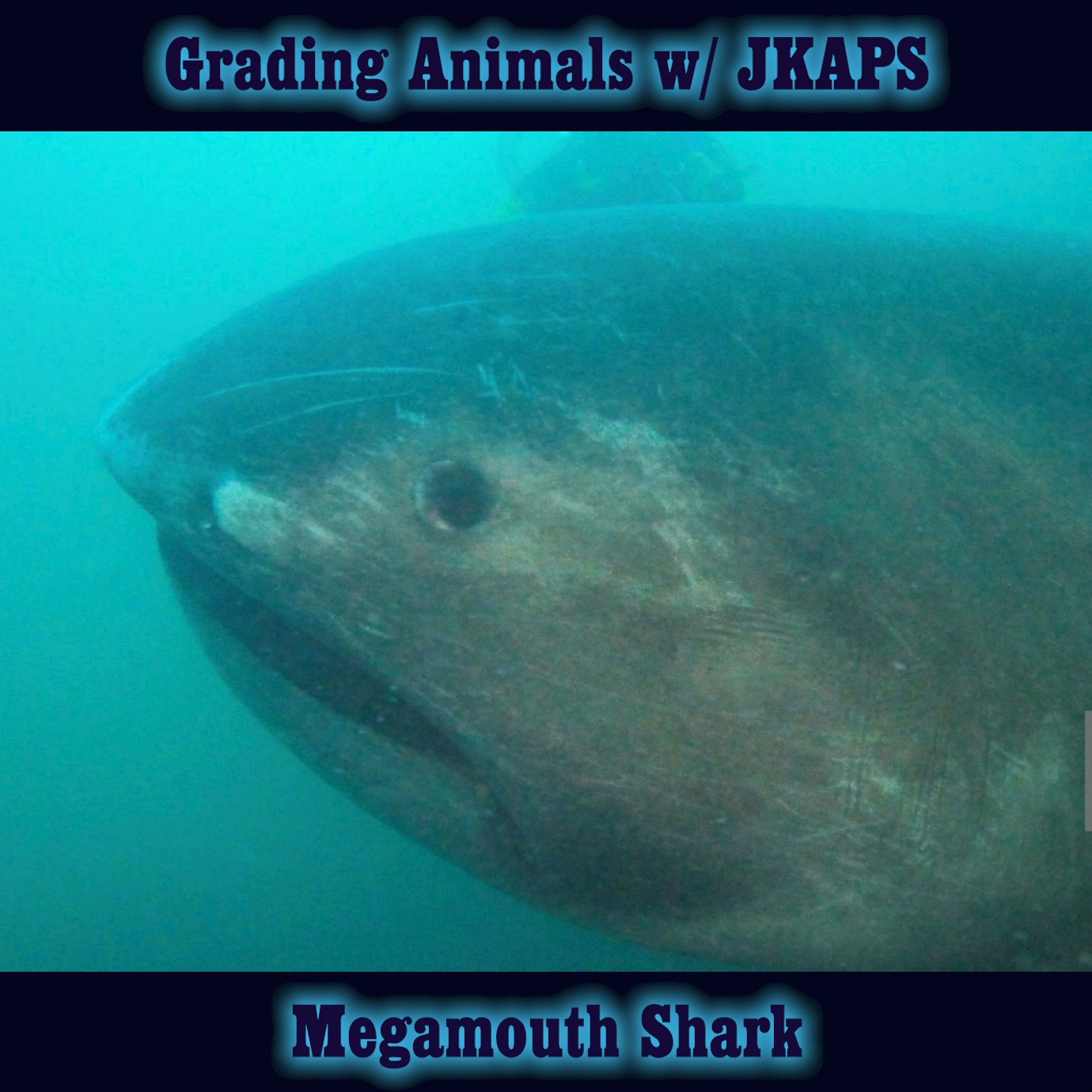 Megamouth Shark