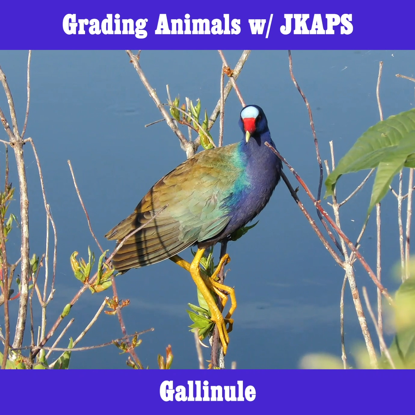 Gallinule