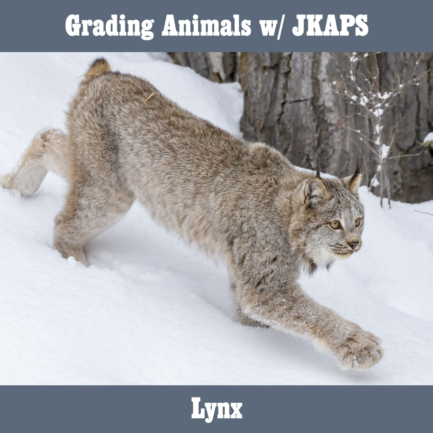 Lynx