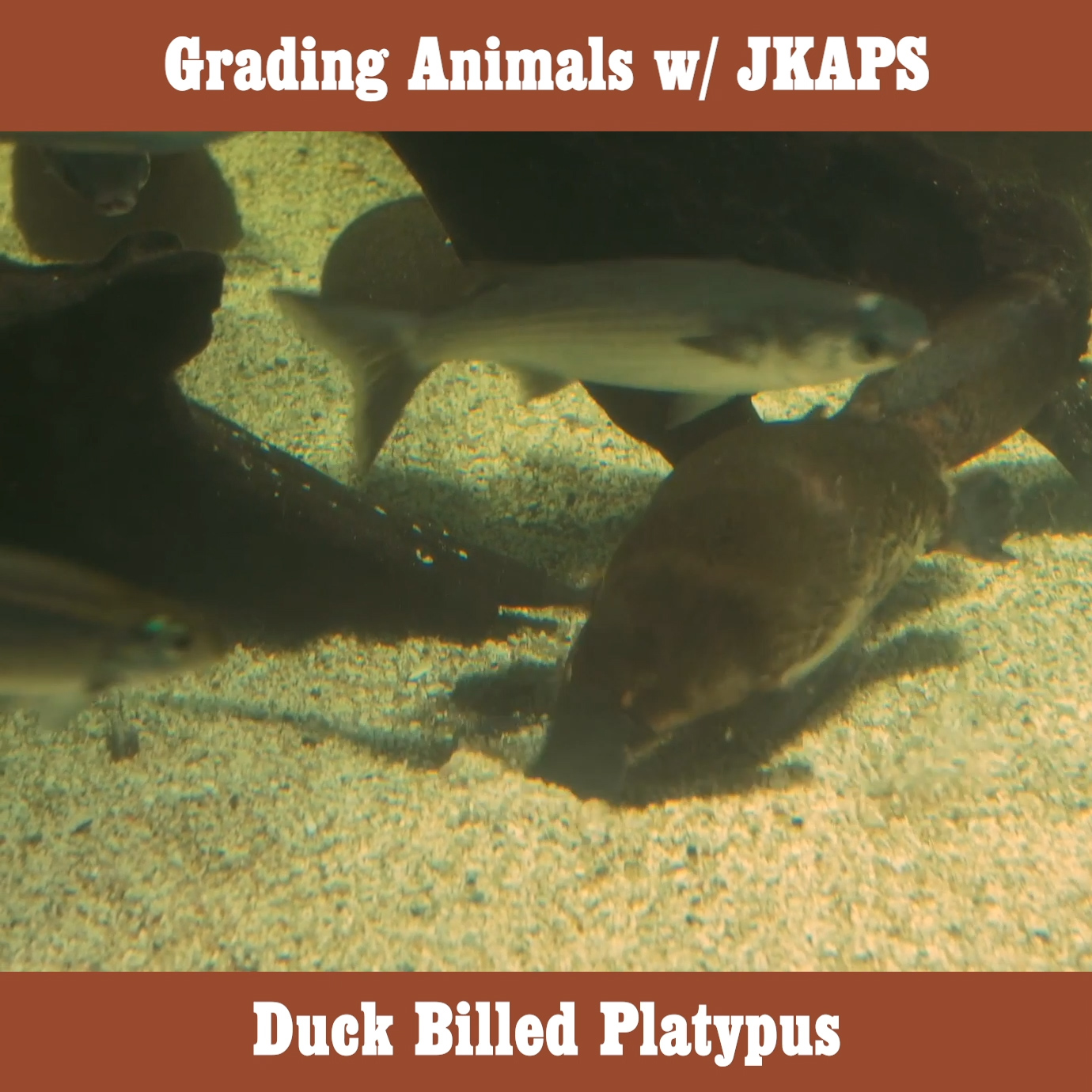 Duck Billed Platypus