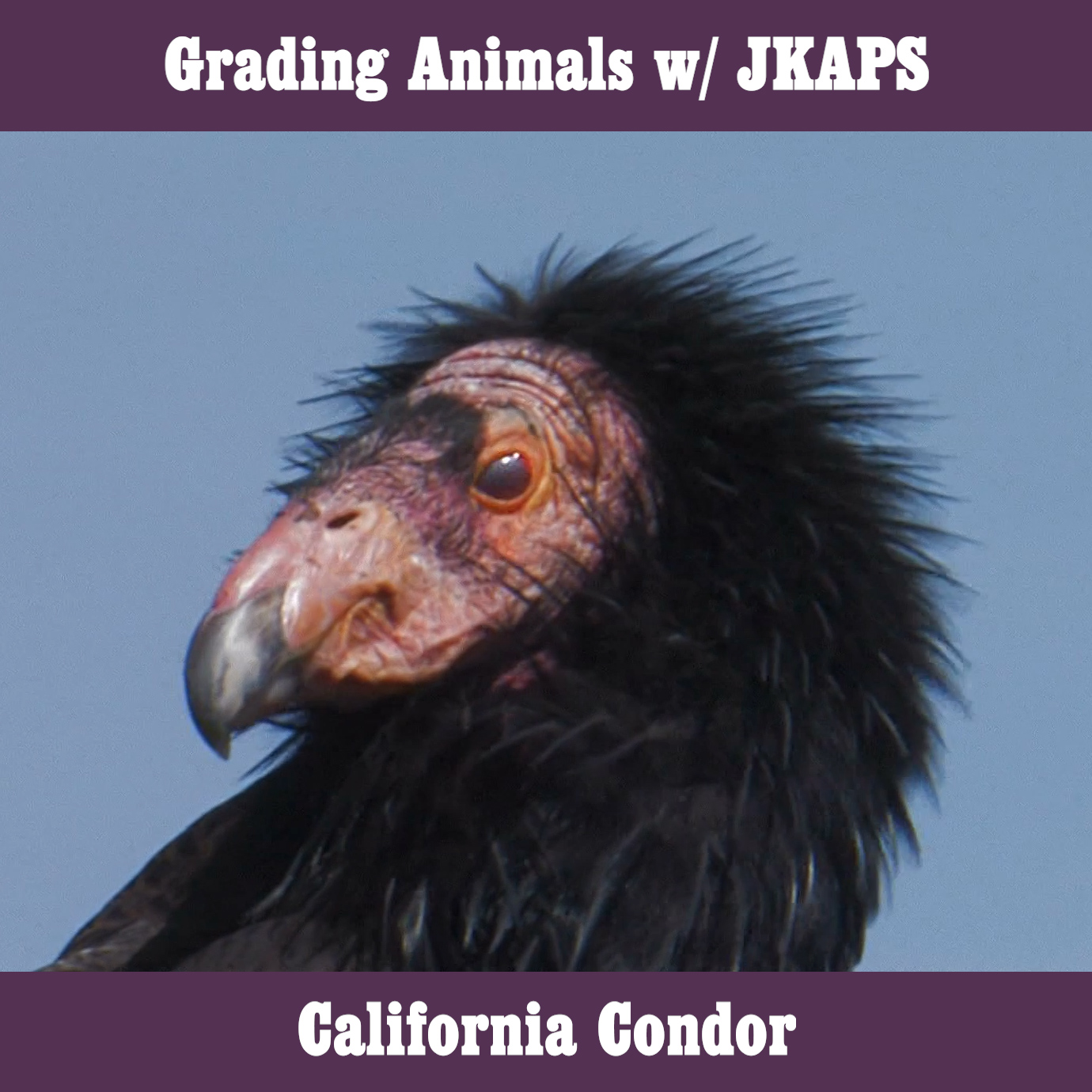 California Condor