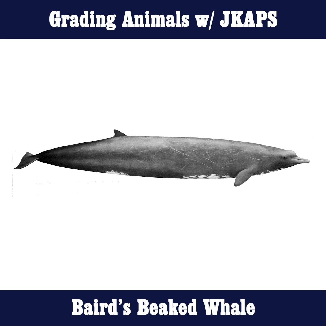 Baird's Beaked Whale