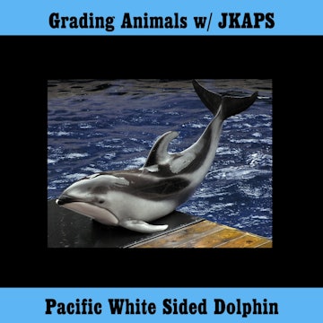 Pacific White Sided Dolphin