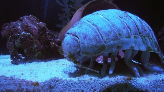 Giant Deep Sea Isopod