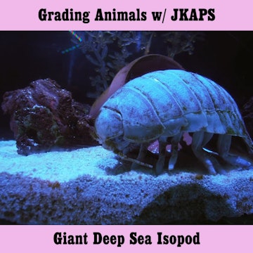 Giant Deep Sea Isopod