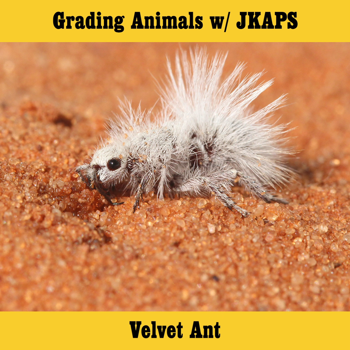 Velvet Ant