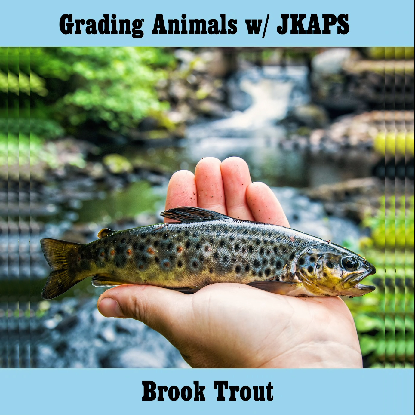 Brook Trout
