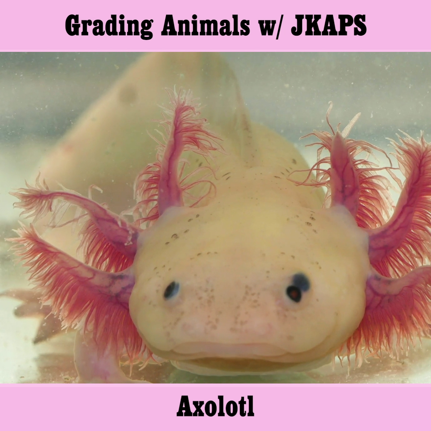 Axolotl