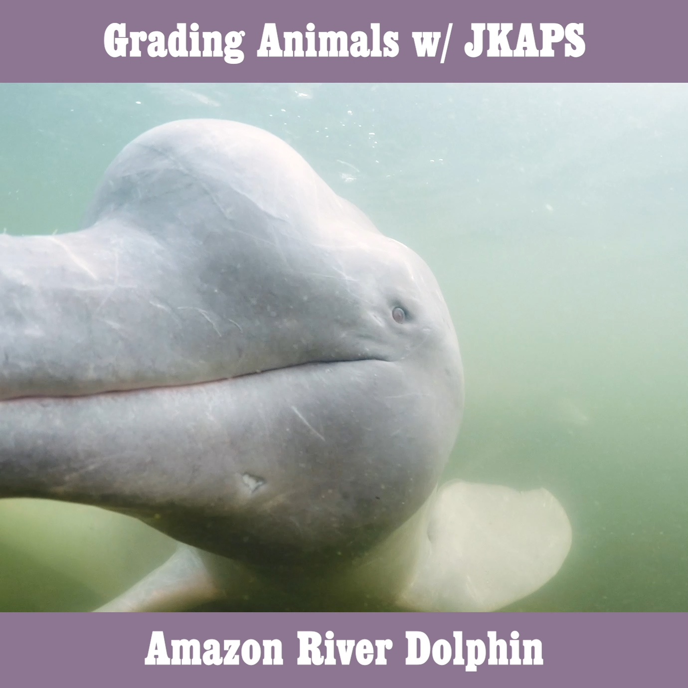 Amazon River Dolphin