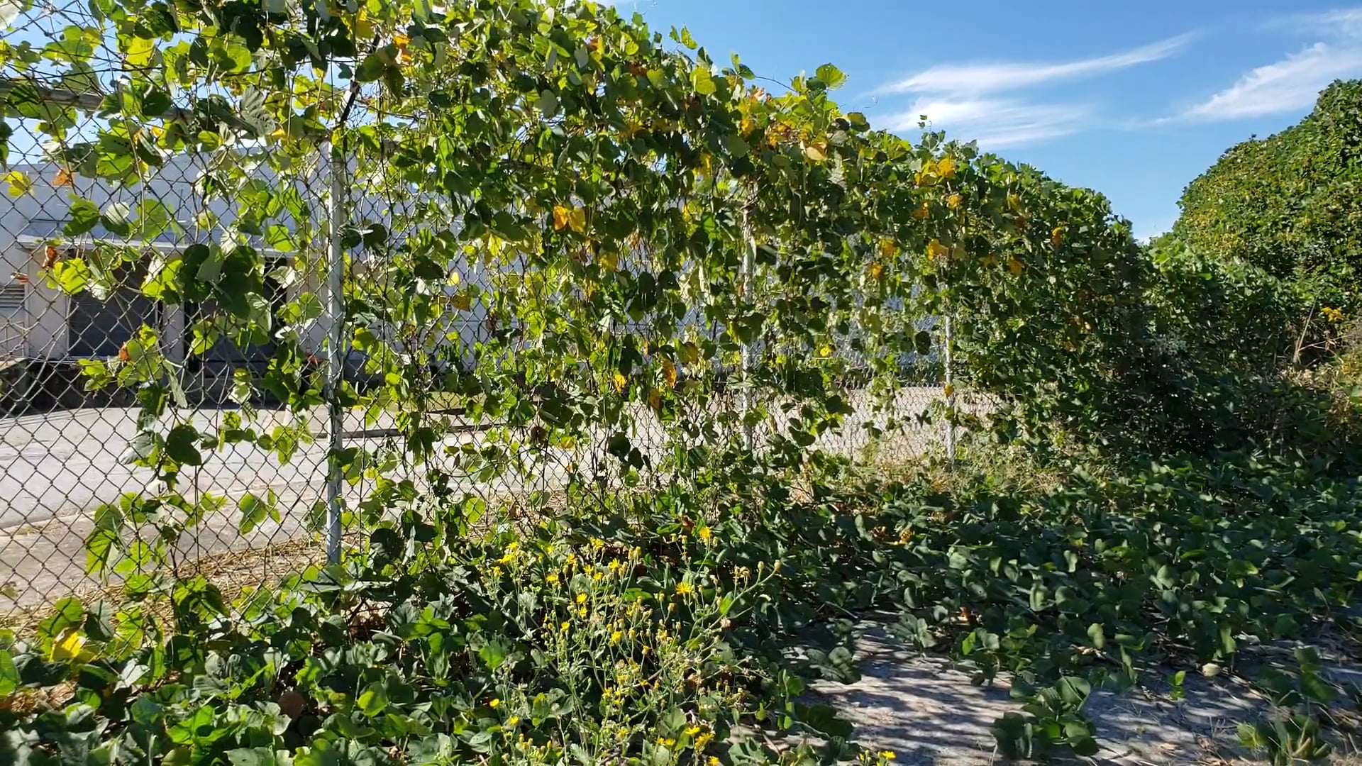 Westside Trail @ Allene Avenue