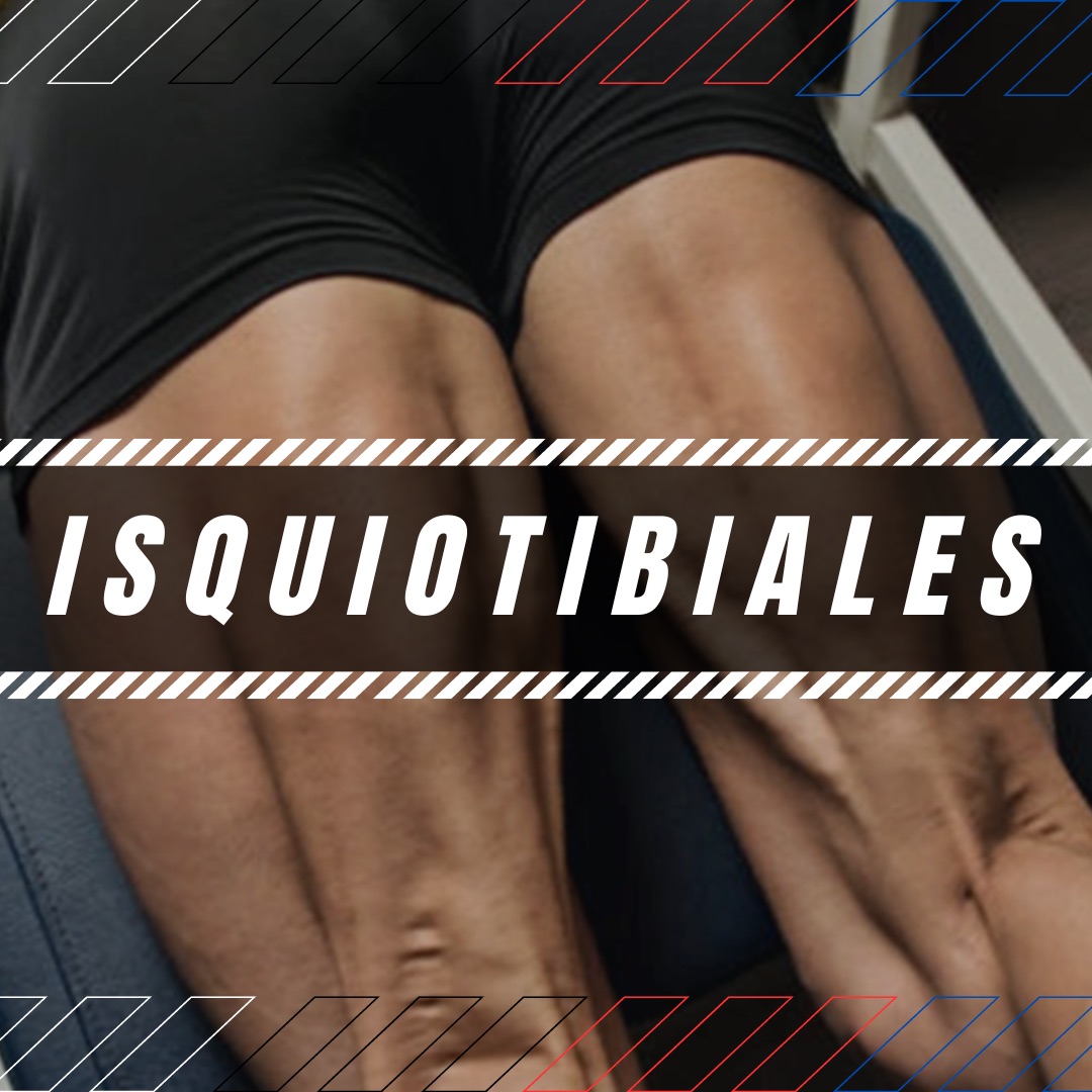 BÍCEPS FEMORAL / ISQUIOTIBIALES