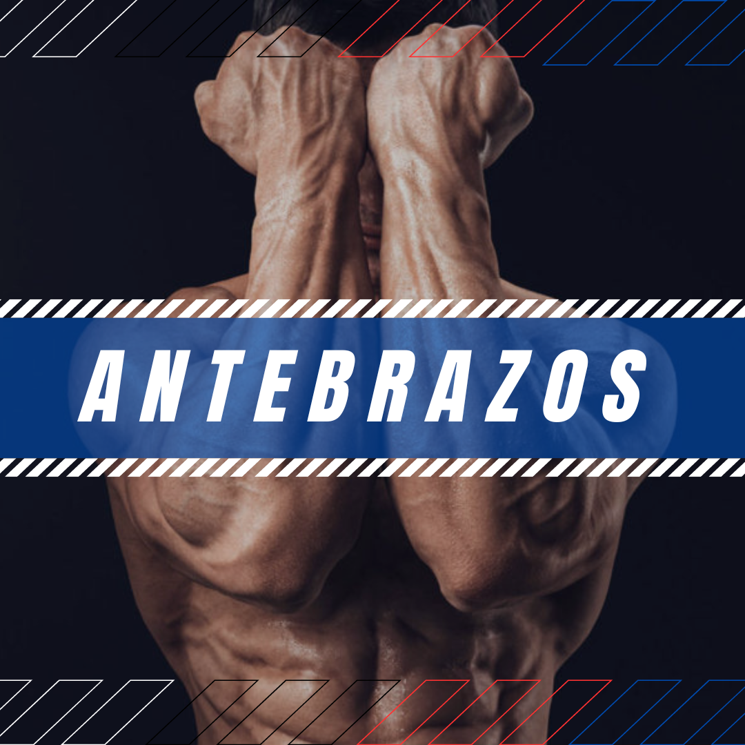 ANTEBRAZO