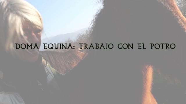 Doma Equina | Variedad de potros de práctica