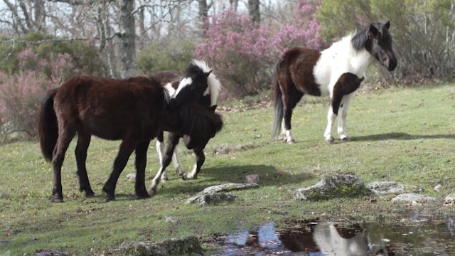 Equine Ethology: Introduction