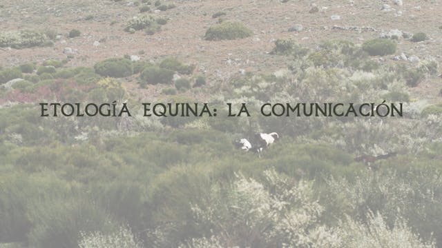 Etología Equina | La Comunicación
