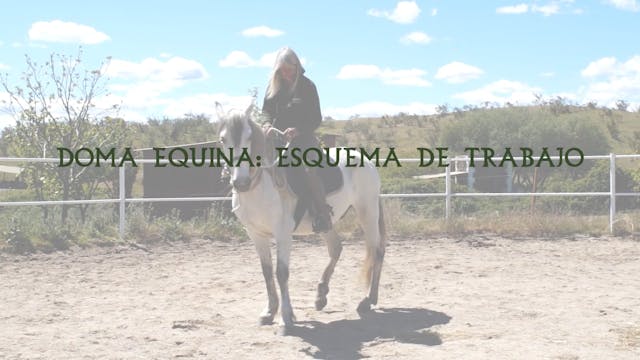 Doma Equina | Esquema de trabajo