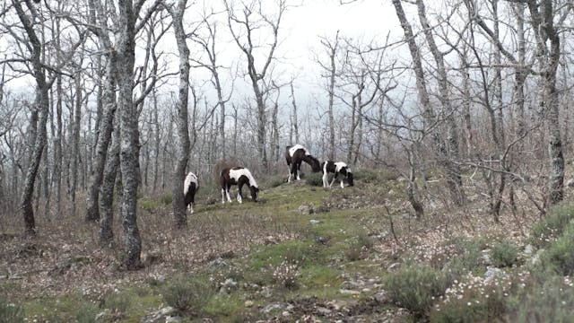 Equine Ethology: Domestic Life