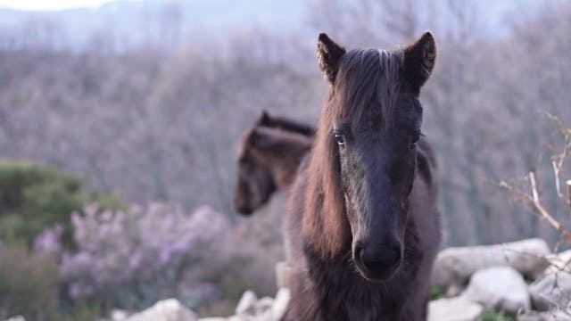 Equine Ethology: The senses