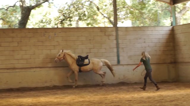 Doma Equina | Subir al caballo