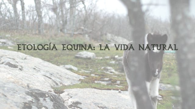 Etología Equina | La Vida Natural