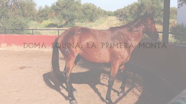 Doma Equina | La primera monta