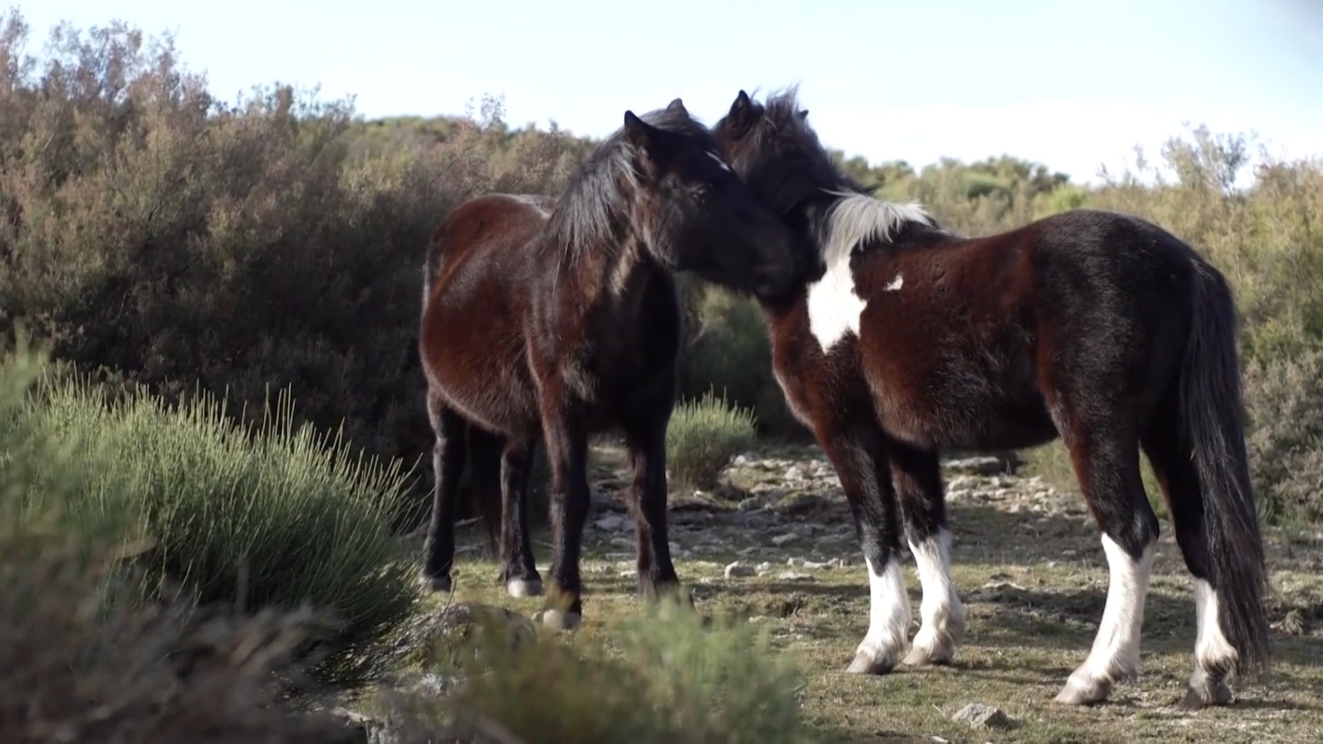Equine Ethology: Comunication