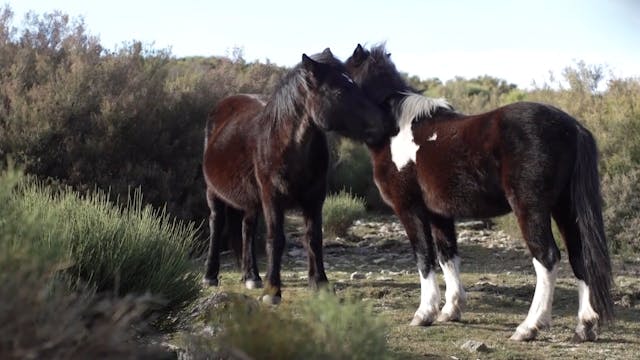 Equine Ethology: Comunication