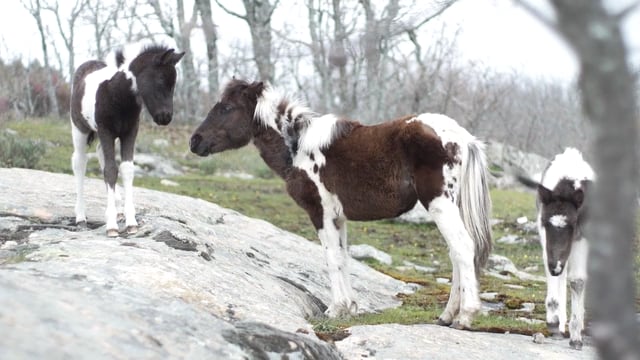 Equine Ethology: Natural Life