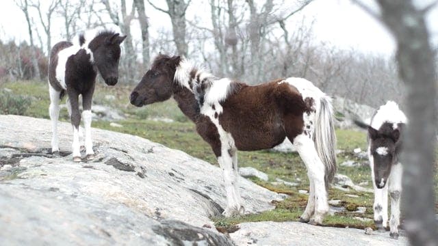 Equine Ethology: Natural Life