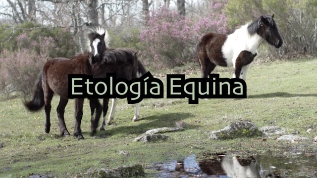 Etología Equina. Caballos Salvajes