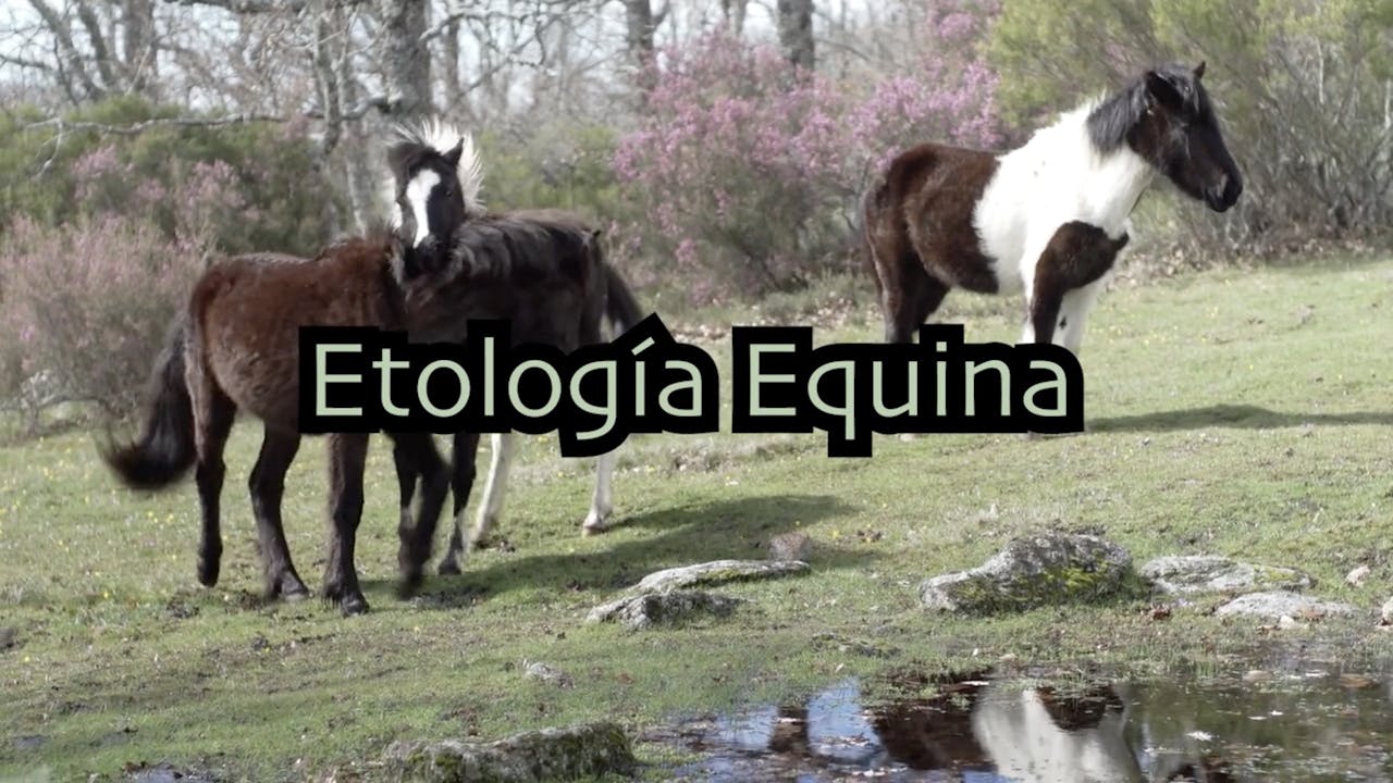 Etología Equina. Caballos Salvajes
