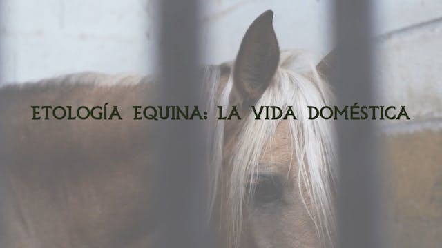 Etología Equina | La Vida Doméstica