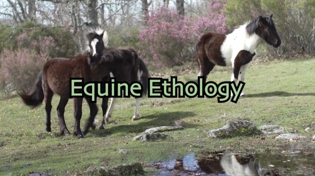 Equine Ethology. Wild horses